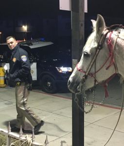 CHP: Drunken man arrested riding horse down 91 Freeway in California