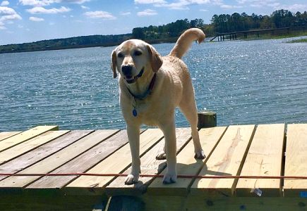 Heroic yellow Labrador saves man drowning in South Carolina river