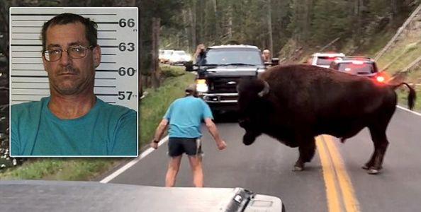 Man seen in viral video harassing Yellowstone National Park bison arrested