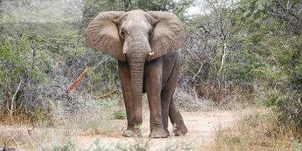 Historical wild elephant relocation begins today in Zimbabwe