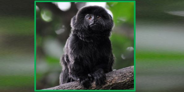 ‘At risk’ monkey stolen from Palm Beach Zoo, Kali needs her meds