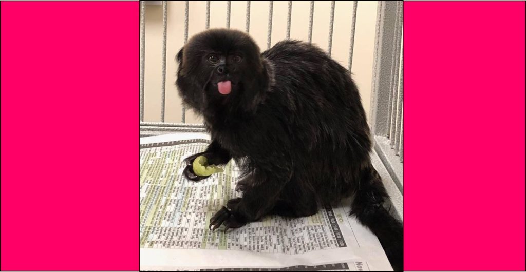 ‘Kali is home!’ Endangered monkey stolen from Palm Beach Zoo recovered and safely returned 