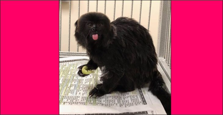 ‘Kali is home!’ Endangered monkey stolen from Palm Beach Zoo recovered and safely returned
