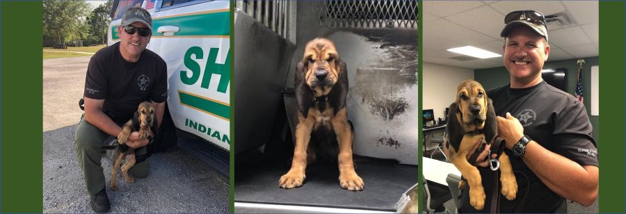 10-week-old ‘Willow’ joins Indian River County Sheriff's Office as newest K-9 team member