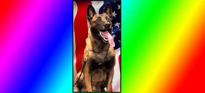 Sheriff's Office mourns the unexpected passing of K9 Officer ‘Dallas’