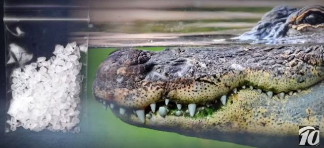 Cops issue 'Meth-Gators' warning: Flushing drugs in toilet could create meth alligators