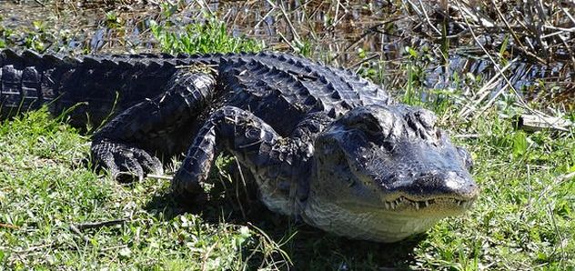 Florida woman who hid gator in her pants during traffic stop sentenced 