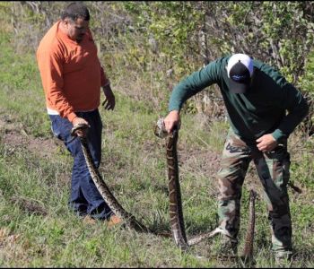 Funding tripled, Florida expands python fight and doubles number of Burmese Python Hunters
