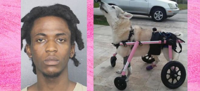 Hot car death: Florida man who stole car with disabled dog strapped in back seat arrested
