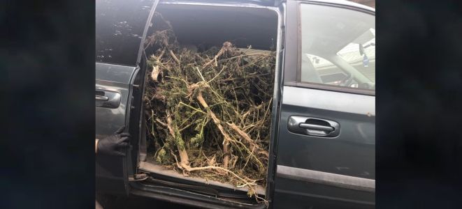 Dover cops arrest man with stolen van loaded with over 131 pounds of pot plants