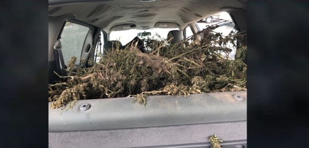 Dover cops arrest man with stolen van loaded with over 131 pounds of pot plants
