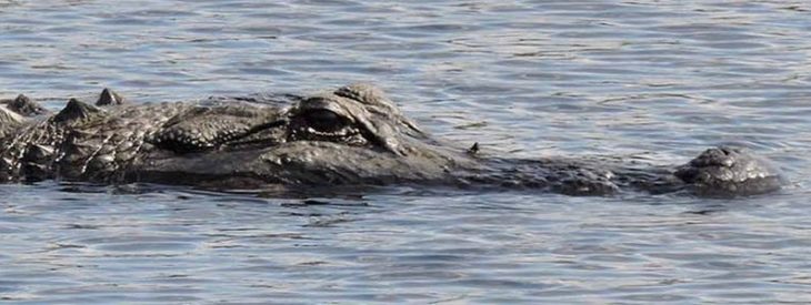 Autopsy: Naked man found eaten by alligator was already dead from a meth overdose