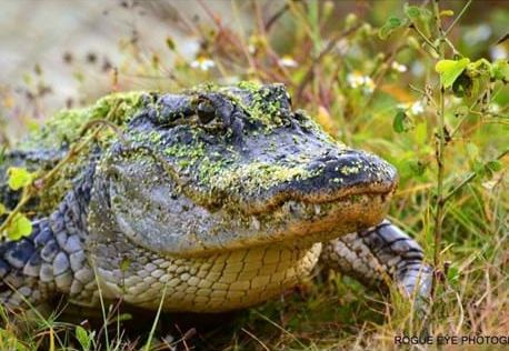 Ace News Today - Autopsy:  Naked man found eaten by alligator was already dead from a meth overdose