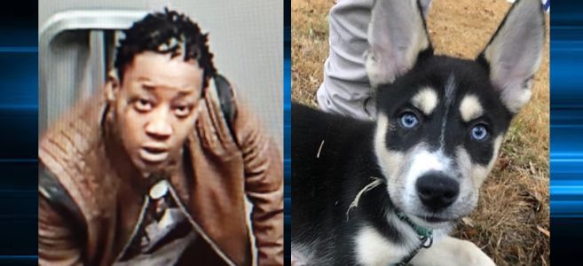 Washington D.C. woman who stole puppy at gunpoint arrested, charged with attempted murder