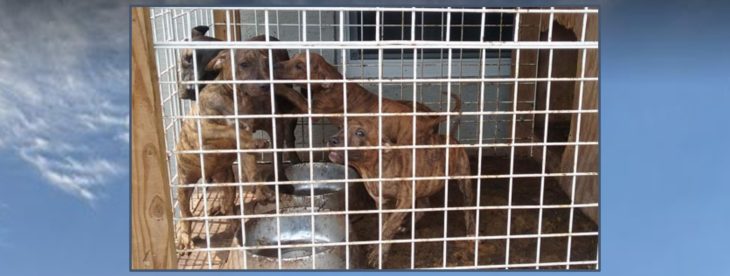 Owner cited after cops save 13 dogs found crammed into outdoor kennels with no food or water