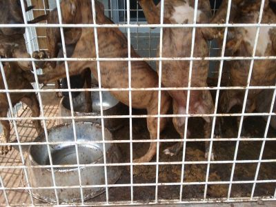 Ace News Today - Owner cited after cops save 13 dogs found crammed into outdoor kennels with no food or water