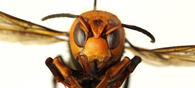 ‘Murder Hornets’ trying to gain foothold in the U.S.