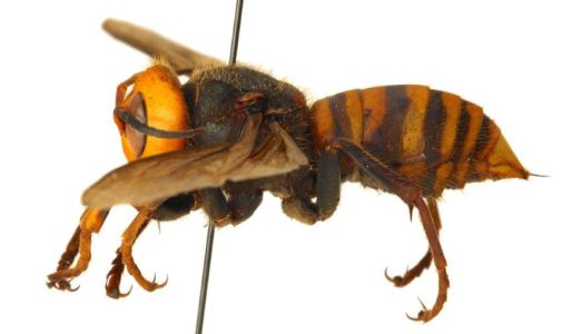 Ace News Today - ‘Murder Hornets’ trying to gain foothold in the U.S.