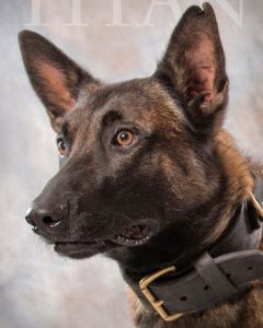 Ace News Today - End of Watch: Johnstown PD’s K9 Officer ‘Titan’ dies in the performance of his duties