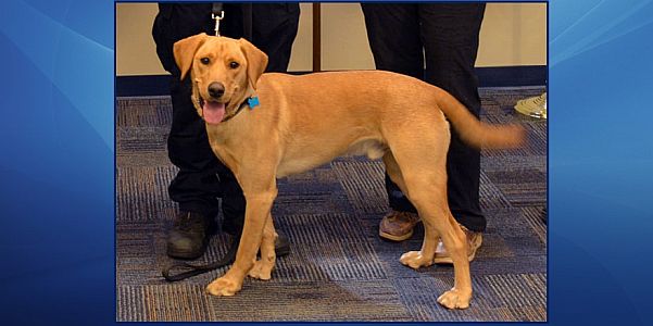 Hurricane Laura rescue dog graduates to become Harford County’s newest Police K-9