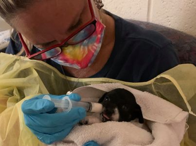 Ace News Today - Rescued: 26 dogs and pups found crammed into metal cage on a Florida dirt road (Slide show)