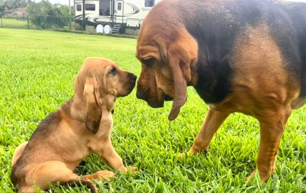 Cuteness overload alert: 10-week-old Bloodhound pup is the latest K-9 to join Broward Sheriff’s Office