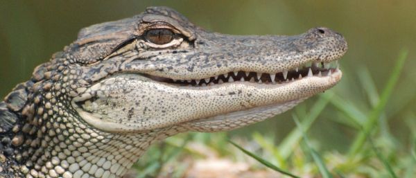 Ace News Today - $5,000 rewards offered in alligator abuse and molestation cases