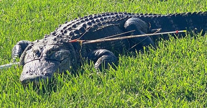 Ace News Today - $5,000 rewards offered in alligator abuse and molestation cases