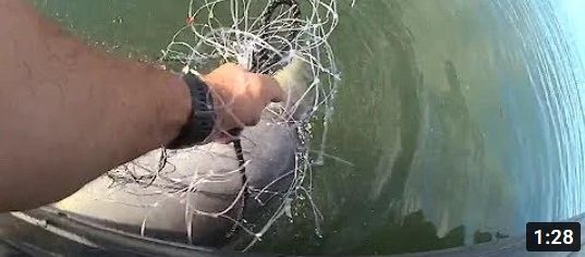 Miami-Dade Marine Patrol saves young dolphin ensnared in fishing net (Video)