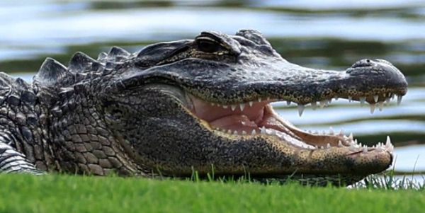 Florida man dies in car crash with 11-foot alligator
