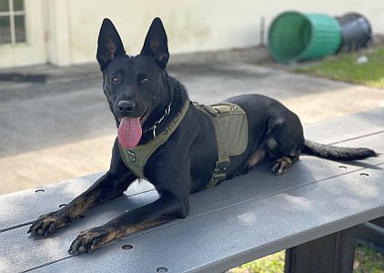 Ace News Today - Attempted murder arrest: K9 officer sniffs out Florida man who stabbed his girlfriend and two others 