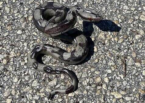 Ace News Today - Woman driver throws snake at deputies, runs down motorcycle cop, leads deputies on highspeed chase, causes rollover crash, more