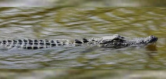 Fatal alligator attack in Myrtle Beach, South Carolina, one man dead