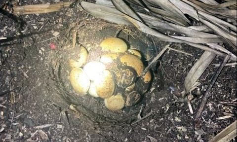 Ace News Today - Wildlife officials continue efforts to remove Burmese Pythons, hatchlings, eggs from Florida Everglades