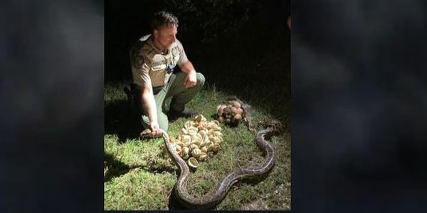 Wildlife officials continue efforts to remove Burmese Pythons, hatchlings, eggs from Florida Everglades
