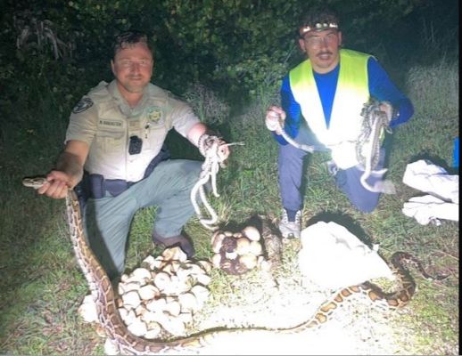 Ace News Today - Wildlife officials continue efforts to remove Burmese Pythons, hatchlings, eggs from Florida Everglades