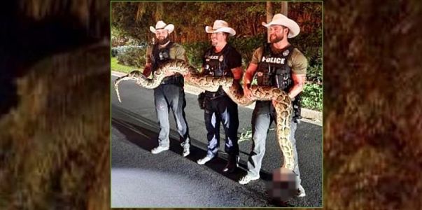 Florida deputies helping in Hurricane Ian recovery efforts nab invasive 14-foot Burmese Python