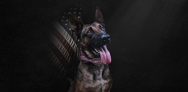 Georgia Patrol K9 ‘Figo’ shot and killed in the line of duty by murder suspect