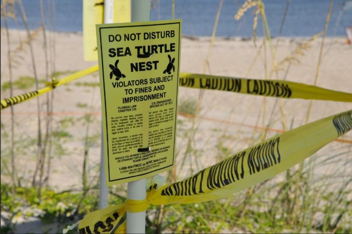 Ace News Today - Beach precautions urged as nesting season returns to Florida coastlines for sea turtles and waterbirds