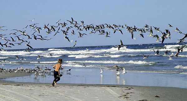 Beach precautions urged as nesting season returns to Florida coastlines for sea turtles and waterbirds