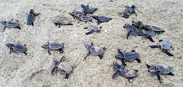 Ace News Today - Beach precautions urged as nesting season returns to Florida coastlines for sea turtles and waterbirds