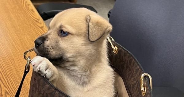 Puppy tossed from moving vehicle during California police chase