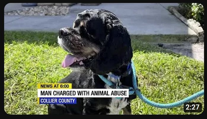 Ace News Today - Florida man charged with felony animal abuse after one cocker spaniel died and another left blind 