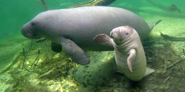 Stumped for the perfect Mother’s Day gift? Consider adopting a manatee in Mom’s name