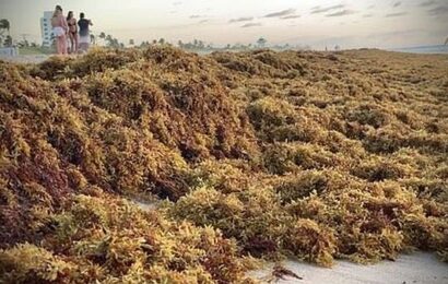 Flesh-eating bacteria living in the seaweed blobs landing on Florida