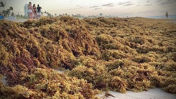Flesh-eating bacteria living in the seaweed blobs landing on Florida beaches