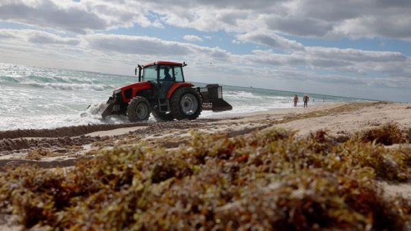 Ace News Today - Flesh-eating bacteria living in the seaweed blobs landing on Florida beaches