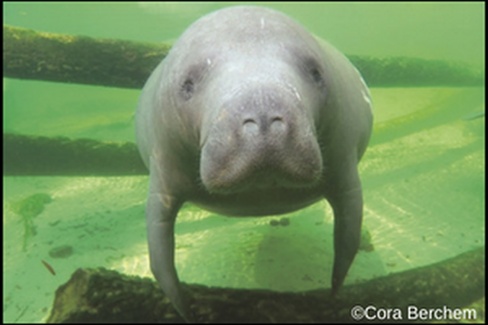 Ace News Today - Stumped for the perfect Mother’s Day gift?  Consider adopting a manatee in Mom’s name