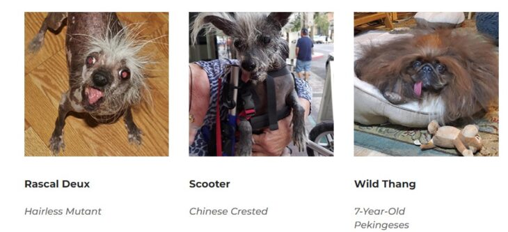 2023 Worlds Ugliest Dog Contest Contestants 03  730x333 