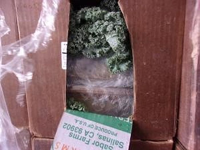 Ace News Today - U.S. Customs agents seize $38M of Meth hidden in shipment of kale